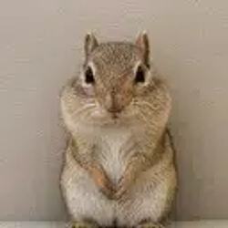 chip