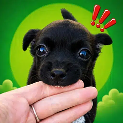 CHOMP
