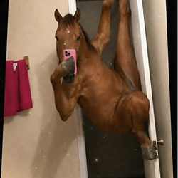 WHORSE