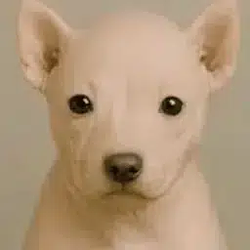 RAWDOG