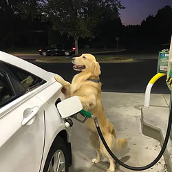 fill'erpup