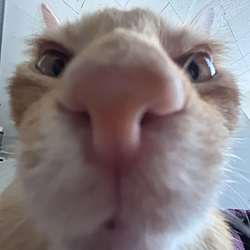 CATO