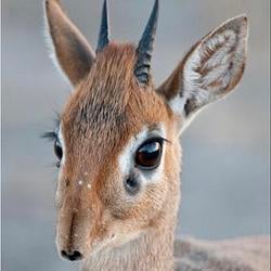 DIK