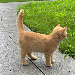 Cat / SOL
