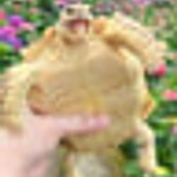 Pongpong