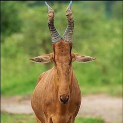 HARTEBEEST / SOL