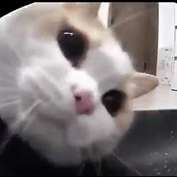 TTCAT