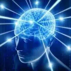 Brain / SOL