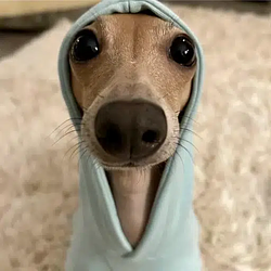 buh