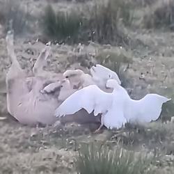 GOOSEW