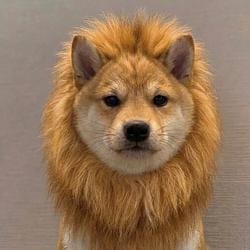 lioninu