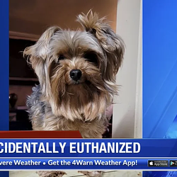 EUTHANIZED / SOL