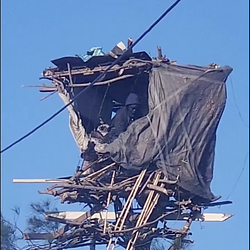 TREEHOUSE / SOL