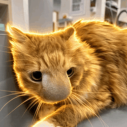 StungCat