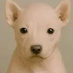 rawdog