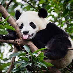 PANDA