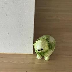 Cabbage Dog logo
