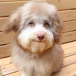 LEODOG