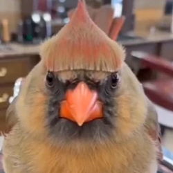 BIRD / SOL
