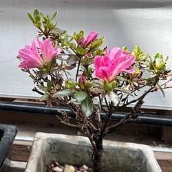 BONSAI / SOL