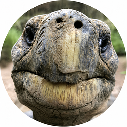 tortoise / SOL