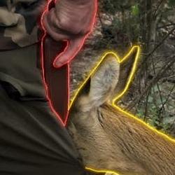 DEER / SOL