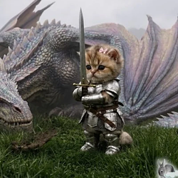 Knightcat