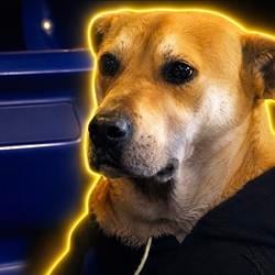 DREAMDOG / SOL