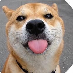 WUF / SOL