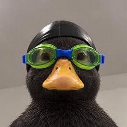 NASBLACK