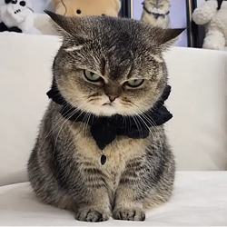 Angry Cat