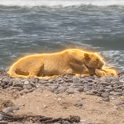 LION / SOL