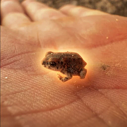 tinytoad