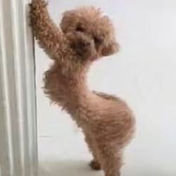 THICCDOG