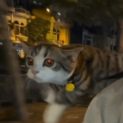 FLYCAT