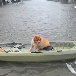 Inu