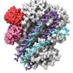 CRISPR