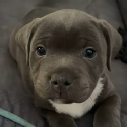 Staffy / SOL