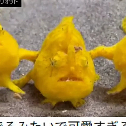 Frogfish / SOL