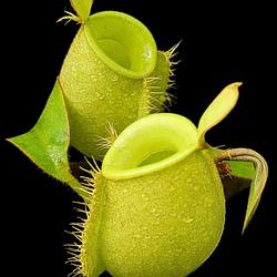 Nepenthes