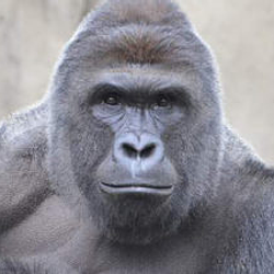 HARAMBE