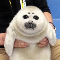 WOJAK