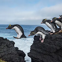 PENGUIN
