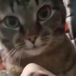猫力士 / BNB