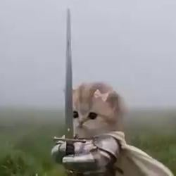 KNIGHTCAT