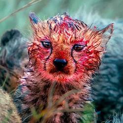PERIODPUSSY