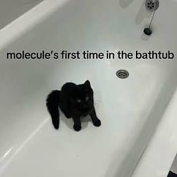 MCAT