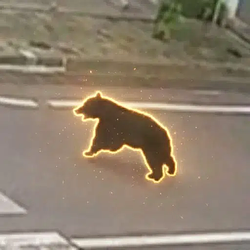 クマ / SOL