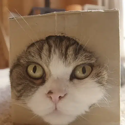 Maru / SOL