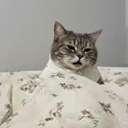 GoonCat